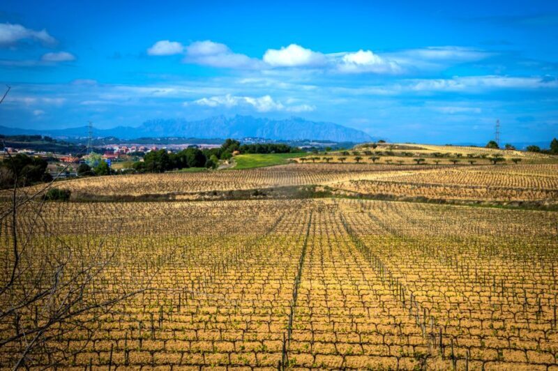 Barcelona: Guided Half-Day Wine and Electric Bike Tour - Key Points