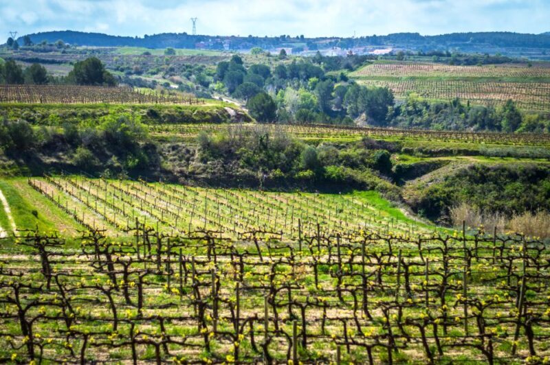 Barcelona: Guided Half-Day Wine and Electric Bike Tour - Who Would Love This Tour?