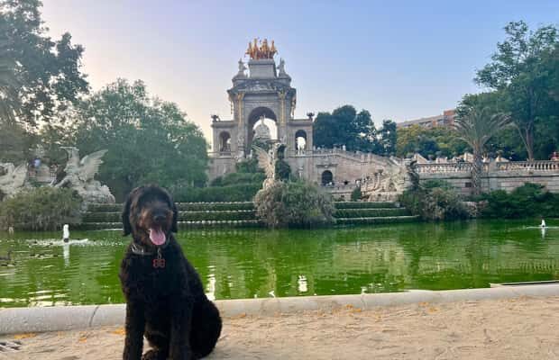Barcelona: Hidden Gems Walking Tour with a Local & Dog - The Sum Up: Who Will Love This Tour?