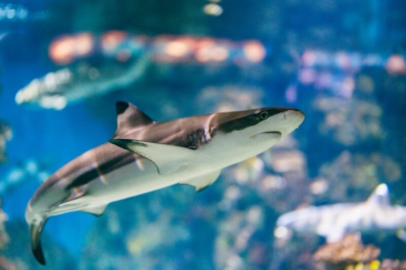 Barcelona: Hop-On Hop-Off Bus & Aquarium Tour - FAQ