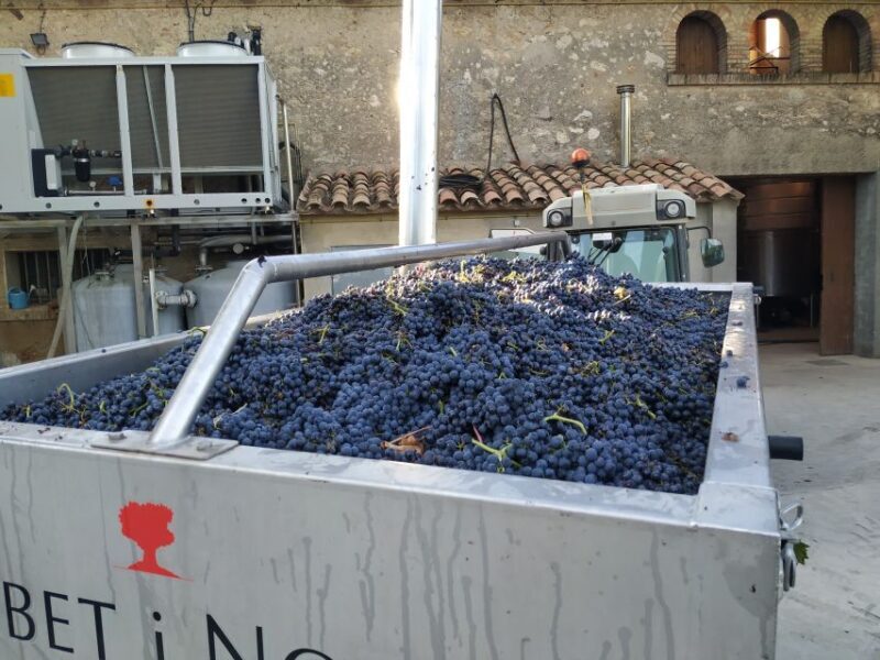 Barcelona: Montserrtat Hike and Winery Tour with Tasting - The Winery Experience: Authenticity in Every Sip