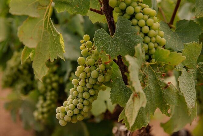 Barcelona: Priorat 3 Wine Tastings + 3-Course Gourmet Lunch - Price & Value Consideration