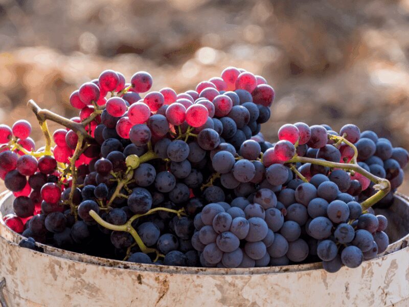 Barcelona: Priorat Wine Tour & Tastings and Lunch - What to Expect from Your Priorat Wine Adventure