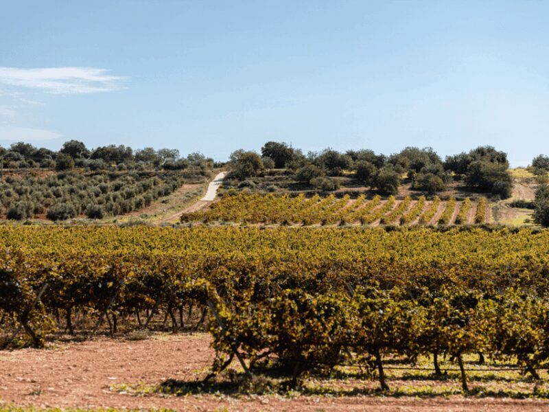 Barcelona: Priorat Wine Tour & Tastings and Lunch - FAQ