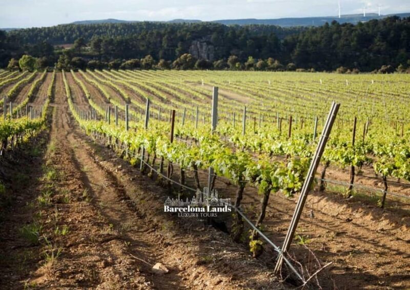 Barcelona: Tour Luxury for Priorat, Wine tasting & Lunch - The Itinerary: A Journey Through the Heart of Priorat