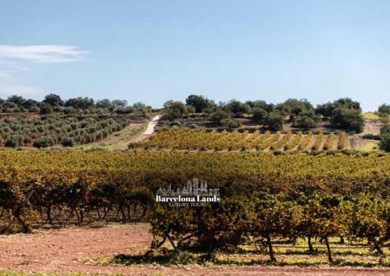 Barcelona: Tour Luxury for Priorat, Wine tasting & Lunch - The Sum Up