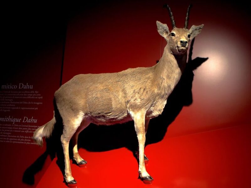 Bard: Fortress Exhibitions and Museums Entrance - FAQ About the Fortress of Bard Entrance Tour