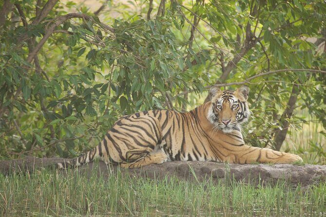 Bardia National Park package with Tiger Tops Karnali lodge - Key Points