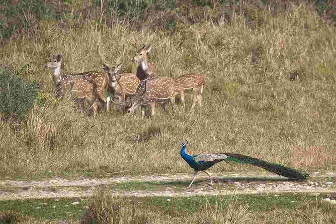 Bardia National Park Tour - The Sum Up