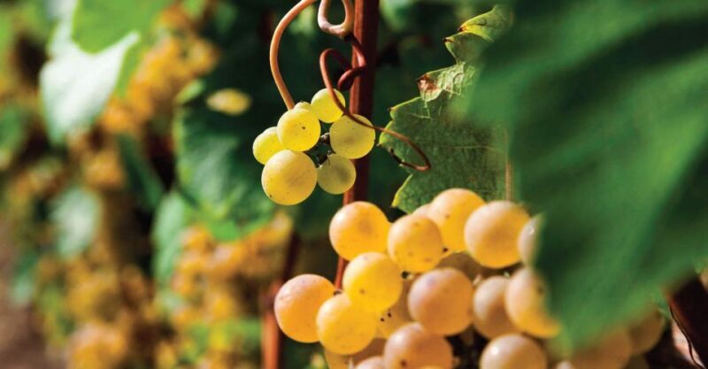 Bardolino: wine and food tasting on lake Garda Hills - Key Points