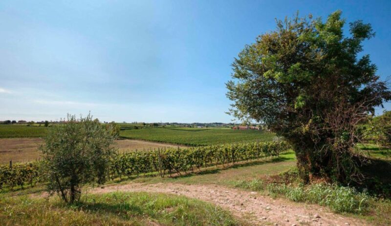 Bardolino: wine and food tasting on lake Garda Hills - Final Thoughts