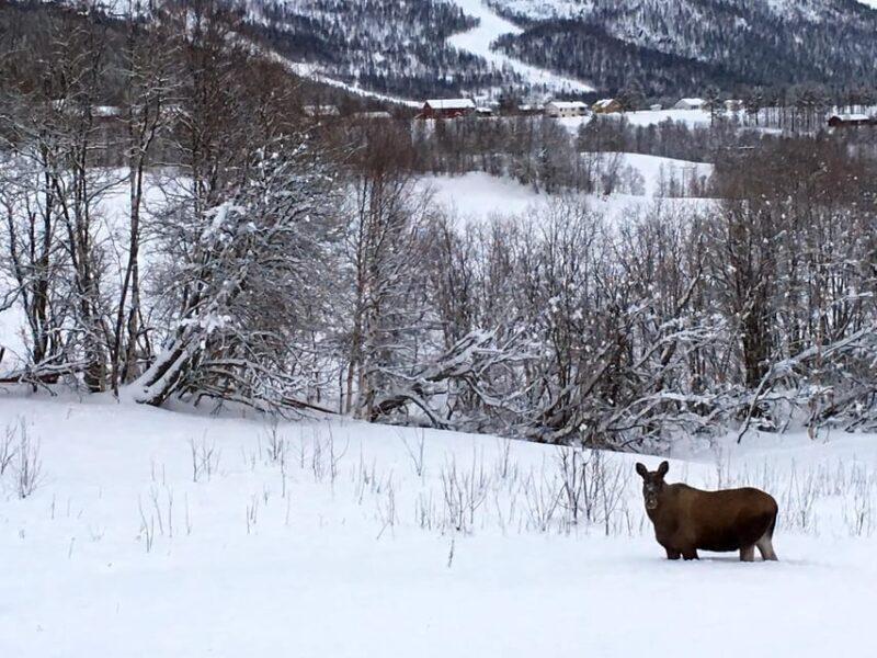 Bardufoss: Wild Moose Safari with Lunch - An In-Depth Look at the Bardufoss Moose Safari