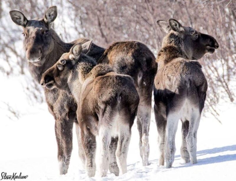 Bardufoss: Wild Moose Safari with Lunch - Value and Practicality: Is It Worth It?