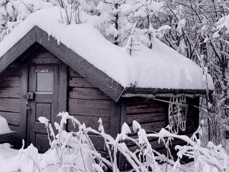 Bardufoss: Wild Moose Safari with Lunch - The Sum Up