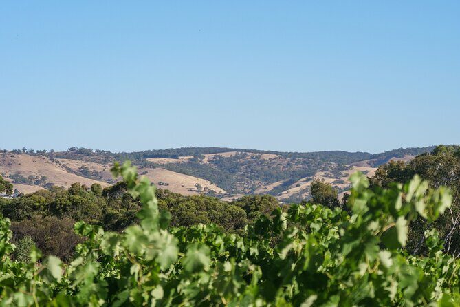 Barossa Bespoke Tours-A private, wine tour to the Barossa Valley - Who Should Consider This Tour?