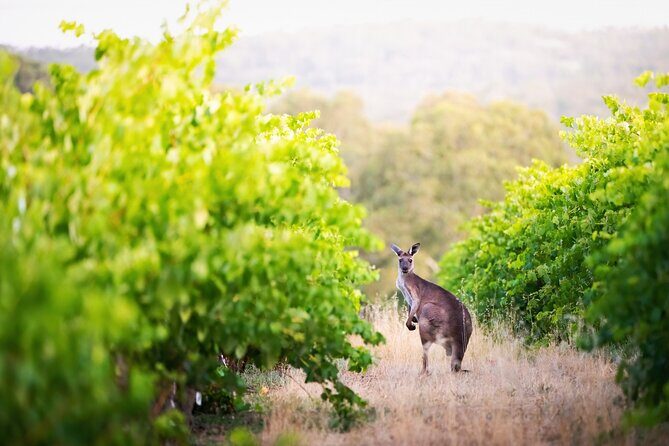 Barossa Small Group Wine Tours with Wine Tasting and Lunch - Transportation and Group Atmosphere