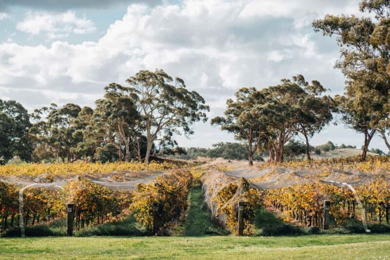 Barossa Valley: EcoVine Explorer - e-cart vineyard tour - Visiting the Kitchen Garden and Orchard