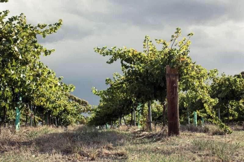 Barossa Valley: EcoVine Explorer - e-cart vineyard tour - Practical Details and Value