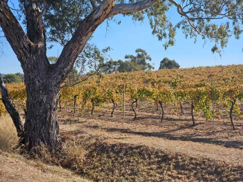 Barossa Valley Wine Tour - Transport, Timing, and Practicalities