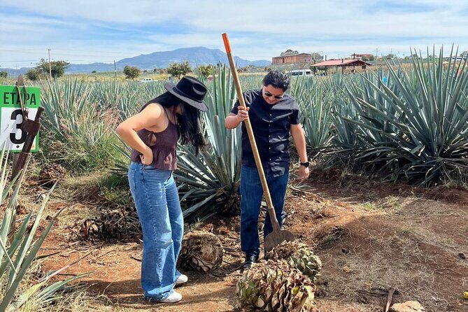 Barrel Tequila Tour Explore Tequila's Culture and Traditions - In-Depth Look at the Itinerary