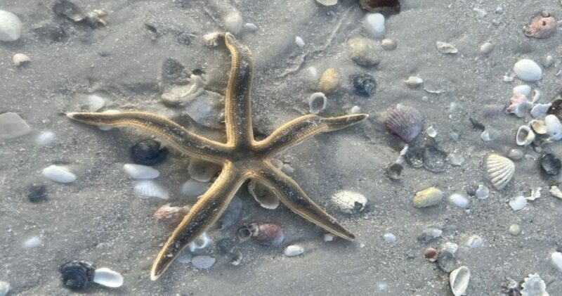 Barrier Island Shelling Tour - FAQ