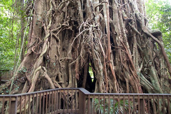 Barron Gorge and Kuranda National Park Half Day Rainforest and Waterfall 4WD Tour from Cairns - Key Points