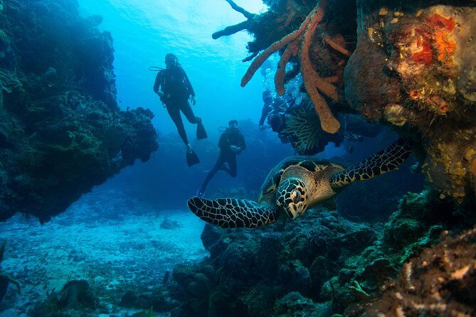 Basic Diver - Bautismo - Who Will Love This Experience?