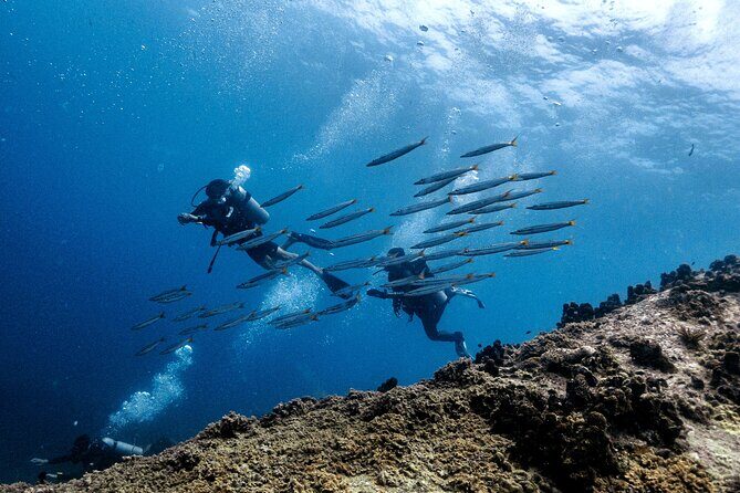 Basic Diver ( One Day Experience) - What to Expect from the Basic Diver Tour