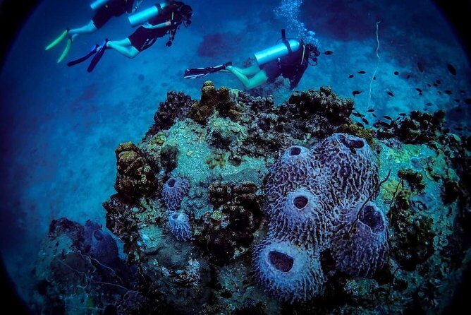 Basic Diver ( One Day Experience) - The Sum Up
