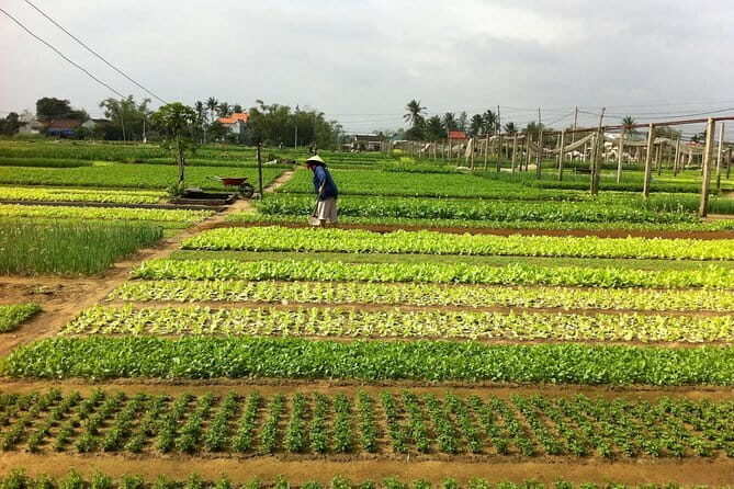 Basket Boat & Cooking Class Bike Tour From Hoian - FAQs