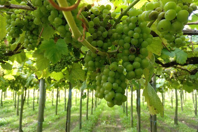 BASQUE CHEESE and TXAKOLI WINE - Private Gastronomic Adventure - The Sum Up