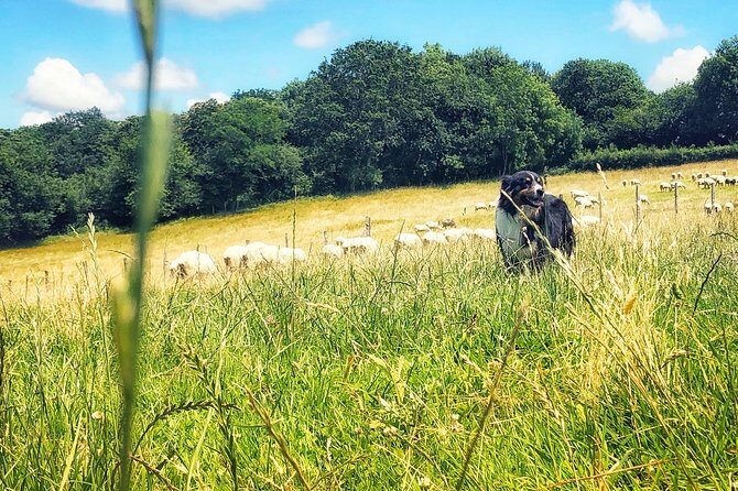 Basque Country Food Tour - Authenticity and Review Highlights