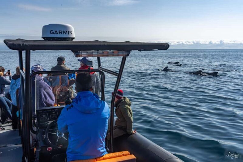 Basque Country : Whale and Dolphin Watching Boat Tours - Final Thoughts