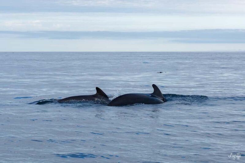 Basque Country : Whale and Dolphin Watching Boat Tours - FAQ