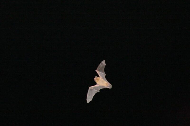 Bat Watching Madeira - What to Expect from the Bat Watching Tour