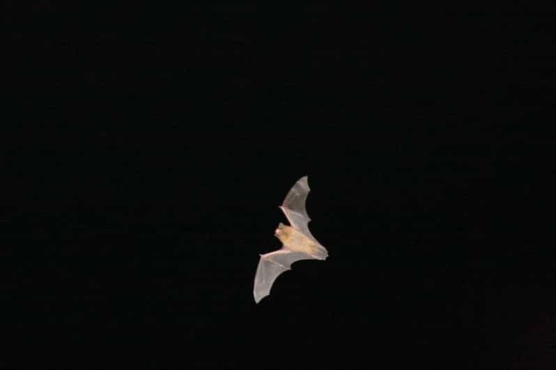Bat Watching Madeira - Who Should Consider This Tour?