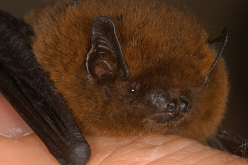 Bat Watching Madeira - Final Thoughts