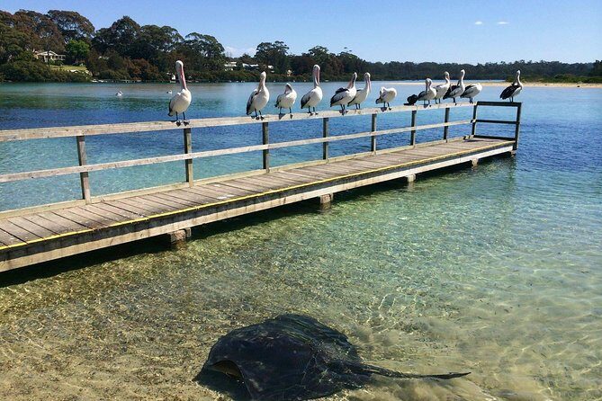 Batemans Bay Oyster Tasting Kayak Tour - The Sum Up