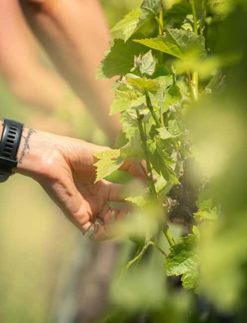 Bath: Vineyard Tour, Wine Tasting, and Music Pairing - Key Points