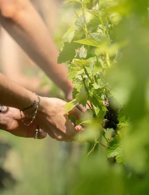 Bath: Vineyard Tour, Wine Tasting, and Music Pairing - What Makes This Tour Stand Out