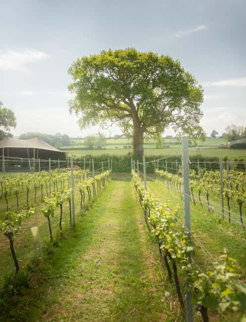 Bath: Vineyard Tour, Wine Tasting, and Music Pairing - Who Will Love This Tour?