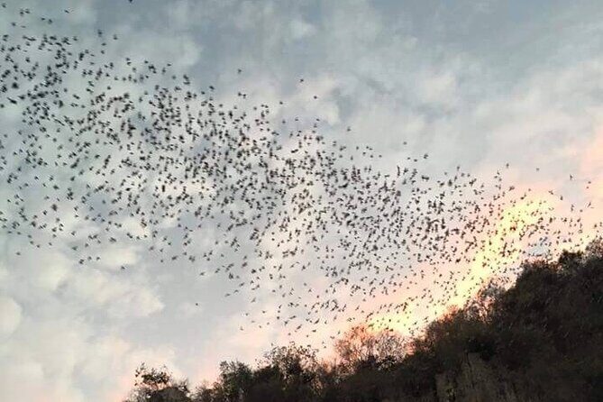 Battambang Private afternoon tour bamboo train bat cave & village - Key Points