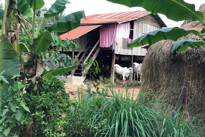 Battambang Private afternoon tour bamboo train bat cave & village - A Close Look at the Itinerary