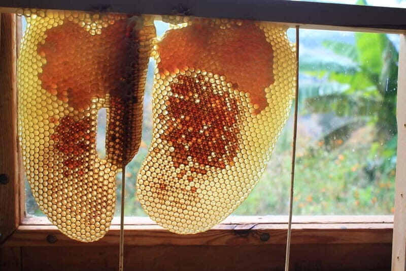 Batumi: Sweet Excursion and Mtirala Forest - Practical Tips for Travelers