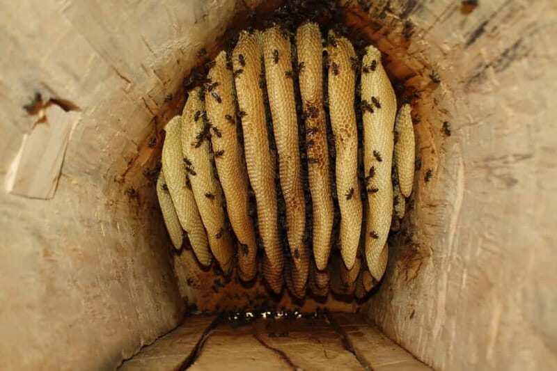 Batumi: Sweet Excursion and Mtirala Forest - The Sum Up