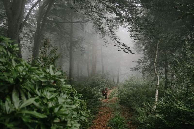 Batumi to Mtirala National park - Half day hiking group tour - Whats Included and Whats Not