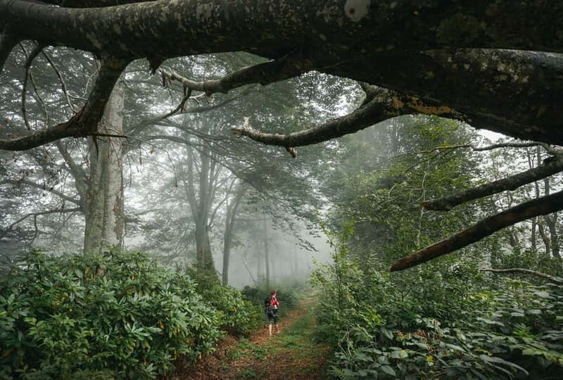 Batumi to Mtirala National park - Half day hiking group tour - The Authenticity Factor
