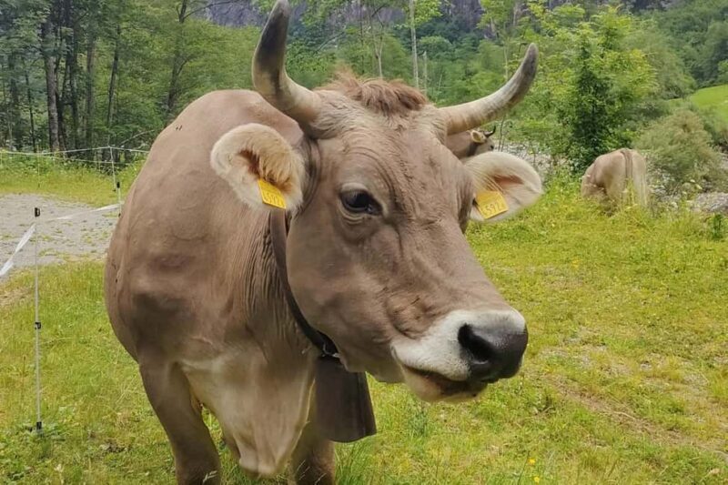 Bavona Valley Tour Ticino incl. Foroglio near Locarno Ascona - In-Depth Review of the Bavona Valley Tour