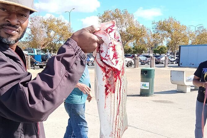 Bay Area Pier Fishing: Striped Bass Hunting (No license Required) - Key Points