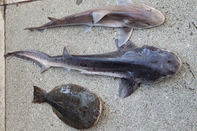 Bay Area Pier Fishing: Sturgeon, Sharks, and Stingray Hunt - A Closer Look at the Tour Experience